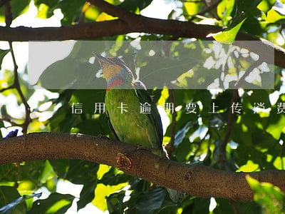 信用卡逾期要上传消费小票 信用卡逾期要上传消费小票