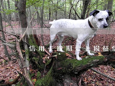信用卡逾期要上报征信咋办 信用卡逾期要上报征信咋办