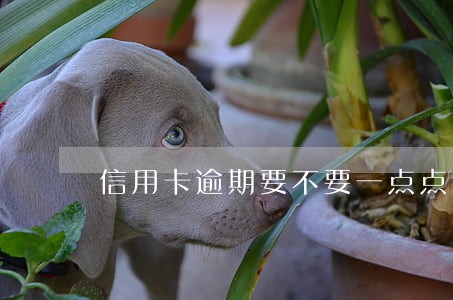 信用卡逾期要不要一点点还 信用卡逾期要不要一点点还