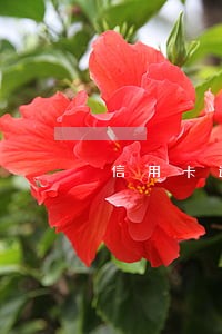 信用卡逾期要不要给房贷 信用卡逾期要不要给房贷