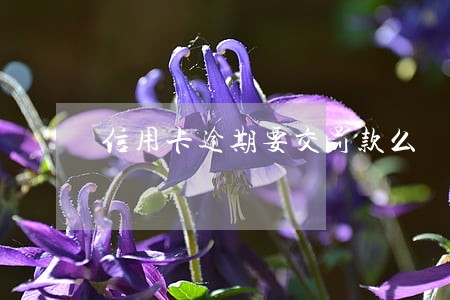 信用卡逾期要交罚款么 信用卡逾期要交罚款么