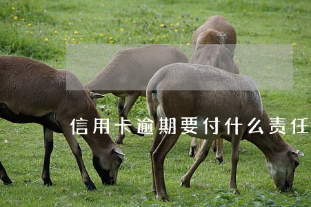 信用卡逾期要付什么责任 信用卡逾期要付什么责任