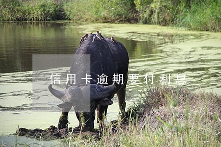 信用卡逾期要付利息 信用卡逾期要付利息