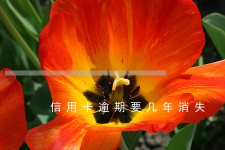 信用卡逾期要几年消失 信用卡逾期要几年消失