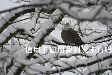 信用卡逾期要到发卡行吗 信用卡逾期要到发卡行吗