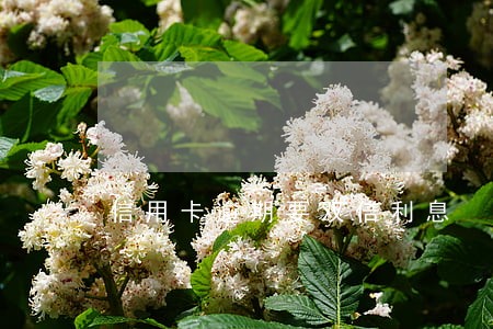 信用卡逾期要双倍利息 信用卡逾期要双倍利息