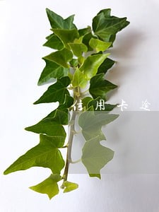 信用卡逾期要多久才可以消 信用卡逾期要多久才可以消