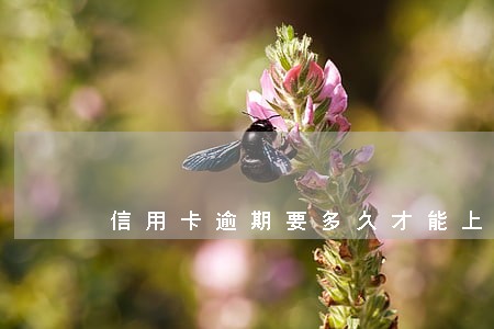 信用卡逾期要多久才能上门 信用卡逾期要多久才能上门