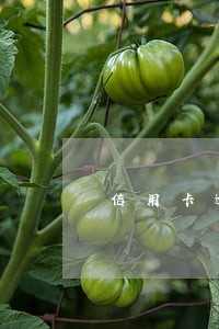 信用卡逾期要多还多少钱
