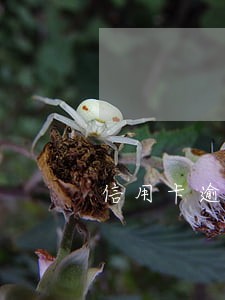 信用卡逾期要工作证明 信用卡逾期要工作证明
