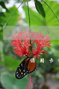 信用卡逾期要带证件去公安局