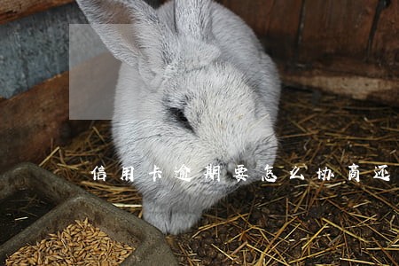 信用卡逾期要怎么协商还款 信用卡逾期要怎么协商还款