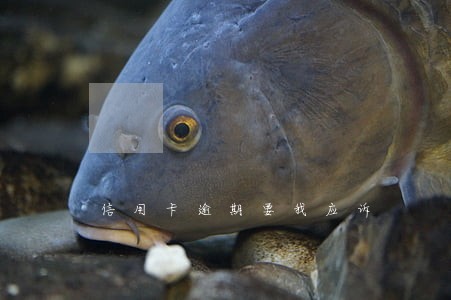 信用卡逾期要我应诉 信用卡逾期要我应诉
