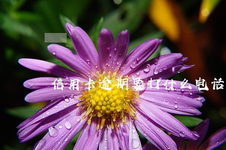 信用卡逾期要打什么电话 信用卡逾期要打什么电话
