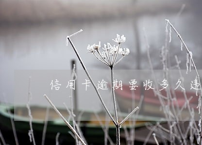 信用卡逾期要收多久违约金 信用卡逾期要收多久违约金