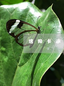 信用卡逾期要求先还清欠息 信用卡逾期要求先还清欠息