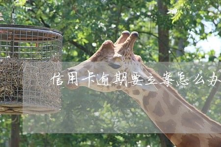 信用卡逾期要立案怎么办 信用卡逾期要立案怎么办