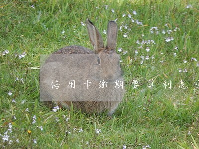 信用卡逾期要算利息吗