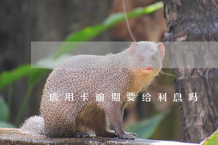 信用卡逾期要给利息吗
