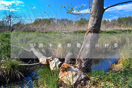 信用卡逾期要访问村委 信用卡逾期要访问村委