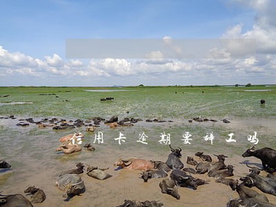 信用卡逾期要辞工吗