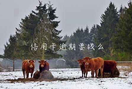 信用卡逾期要钱么 信用卡逾期要钱么