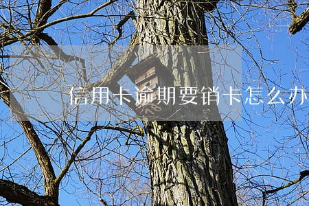 信用卡逾期要销卡怎么办 信用卡逾期要销卡怎么办