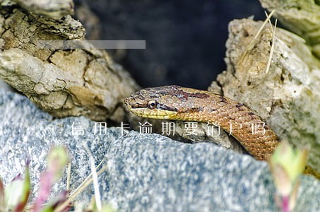 信用卡逾期要销户吗