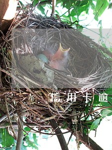 信用卡逾期覆盖覆盖两次 信用卡逾期覆盖覆盖两次