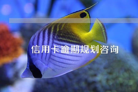 信用卡逾期规划咨询 信用卡逾期规划咨询