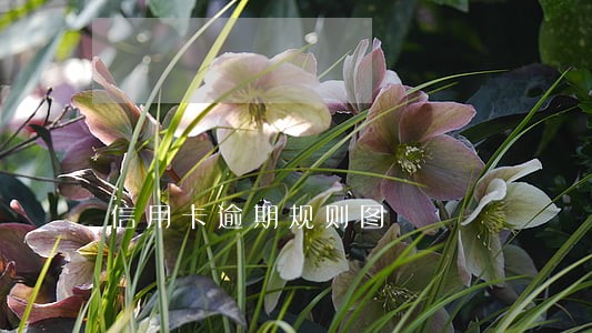 信用卡逾期规则图