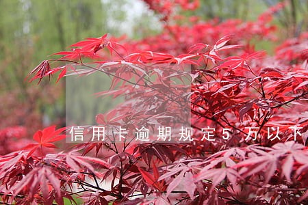 信用卡逾期规定5万以下 信用卡逾期规定5万以下