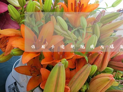 信用卡逾期规模大爆发 信用卡逾期规模大爆发