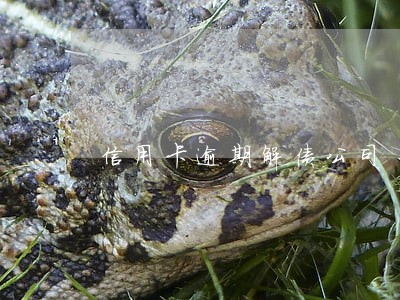 信用卡逾期解债公司 信用卡逾期解债公司