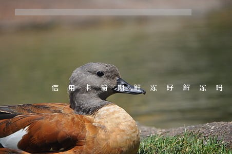 信用卡逾期解冻好解冻吗 信用卡逾期解冻好解冻吗
