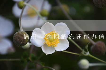信用卡逾期解冻还能办信用卡吗 信用卡逾期解冻还能办信用卡吗