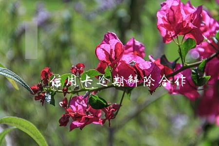 信用卡逾期解除合作 信用卡逾期解除合作