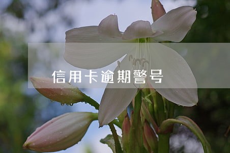 信用卡逾期警号 信用卡逾期警号