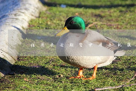 信用卡逾期警察用手机联系我 信用卡逾期警察用手机联系我