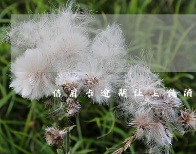 信用卡逾期让上传消费凭证 信用卡逾期让上传消费凭证