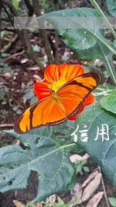 信用卡逾期让上经侦大队是真的吗 信用卡逾期让上经侦大队是真的吗