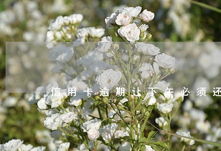 信用卡逾期让下午必须还钱 信用卡逾期让下午必须还钱