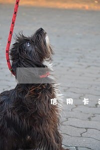 信用卡逾期让准备户口本 信用卡逾期让准备户口本
