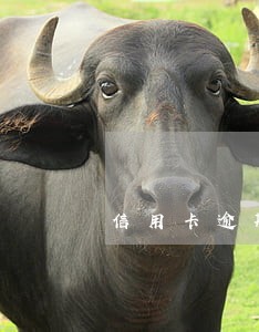 信用卡逾期让去公安局经侦科