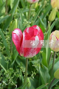 信用卡逾期让开减免 信用卡逾期让开减免