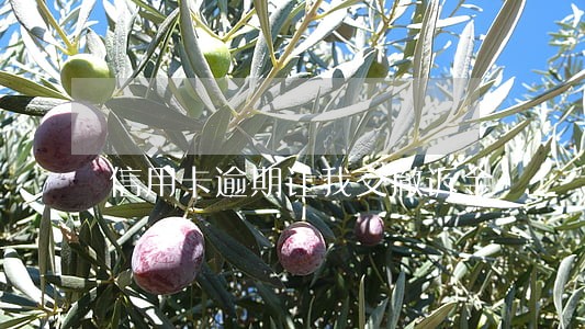 信用卡逾期让我交撤诉金 信用卡逾期让我交撤诉金