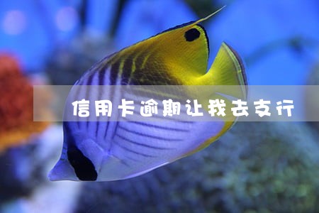 信用卡逾期让我去支行 信用卡逾期让我去支行