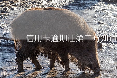 信用卡逾期让第三方知道 信用卡逾期让第三方知道