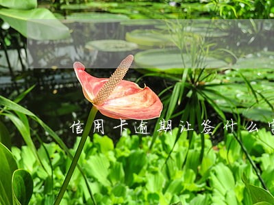 信用卡逾期让签什么字 信用卡逾期让签什么字