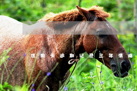 信用卡逾期记录三年清除